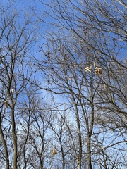 Tilia americana americana