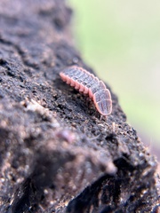 Microphotus angustus