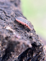 Microphotus angustus