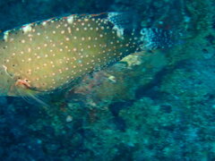 Cheilinus chlorourus