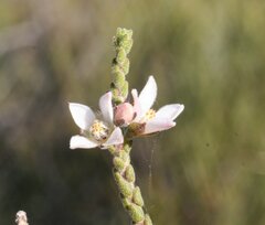 Cyanothamnus baeckeaceus baeckeaceus