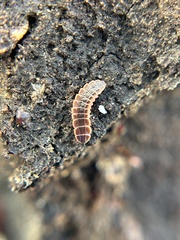 Microphotus angustus