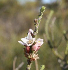 Cyanothamnus baeckeaceus baeckeaceus