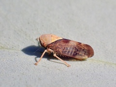 Brunotartessus fulvus