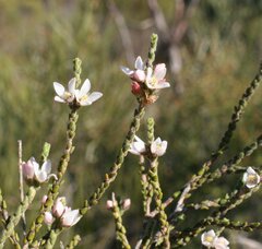Cyanothamnus baeckeaceus baeckeaceus
