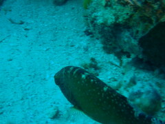 Cheilinus chlorourus