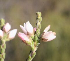 Cyanothamnus baeckeaceus baeckeaceus