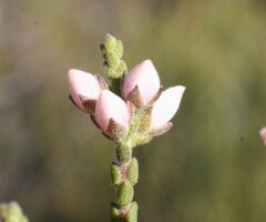 Cyanothamnus baeckeaceus baeckeaceus