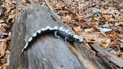 Ambystoma opacum