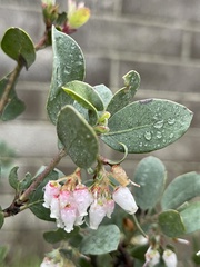 Arctostaphylos silvicola