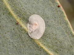 Lasiopsylla striata