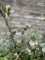 Arctostaphylos silvicola