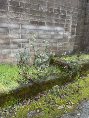 Arctostaphylos silvicola