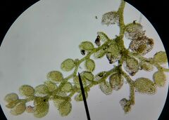 Microlejeunea ulicina