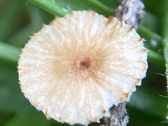 Crinipellis piceae