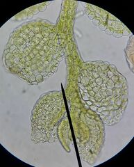 Microlejeunea ulicina