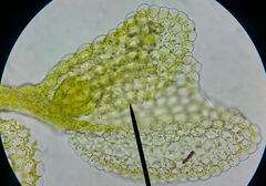 Microlejeunea ulicina