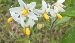 Solanum furcatum