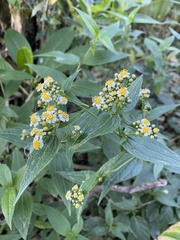 Alloispermum integrifolium