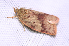 Oligoloba severa
