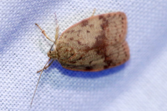 Oligoloba severa