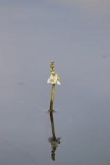 Sagittaria trifolia