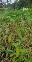 Solanum furcatum