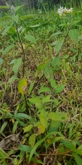 Solanum furcatum