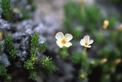 Linanthus caespitosus