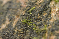 Microlejeunea ulicina