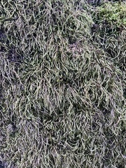 Scleropodium obtusifolium