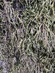 Scleropodium obtusifolium