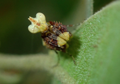 Callibia diana