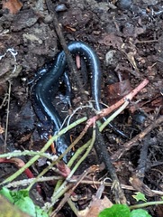 Plethodon jordani