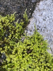 Homalothecium fulgescens