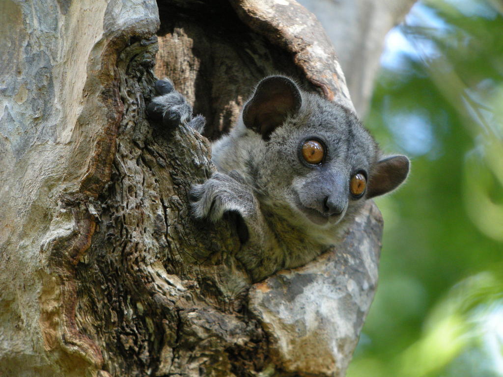 Red-Tailed Sportive Lemur