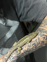Liolaemus chiliensis
