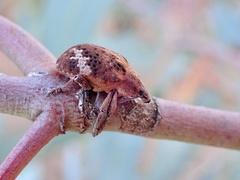 Oxyops fasciatus
