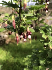 Ribes roezlii