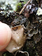 Sticta limbata