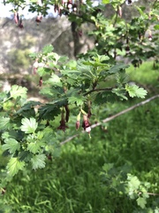 Ribes roezlii