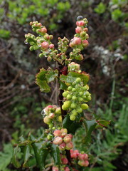 Berberis pinnata pinnata