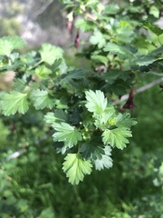 Ribes roezlii