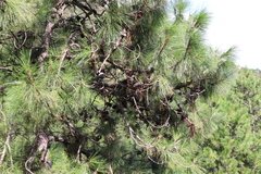 Pinus yunnanensis