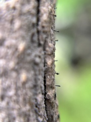 Mycocalicium subtile