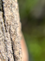 Mycocalicium subtile