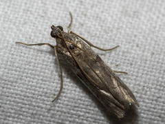 Cryptoblabes hemigypsa