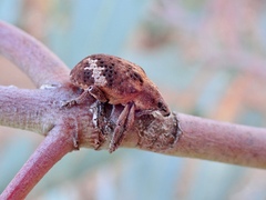 Oxyops fasciatus