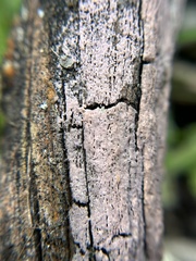 Mycocalicium subtile