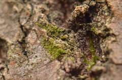 Microlejeunea ulicina